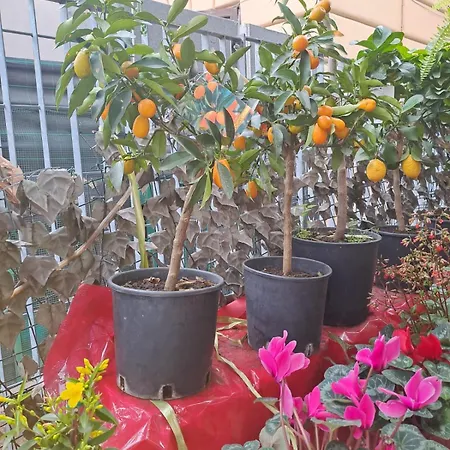 Vatican In Center In * Róma