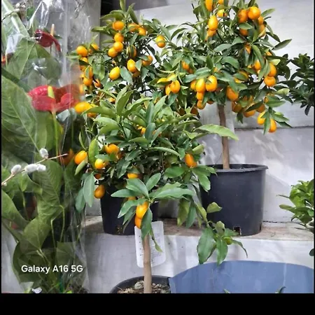 Apartman Vatican In Center In